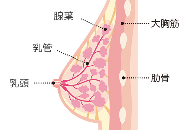 乳腺イメージ